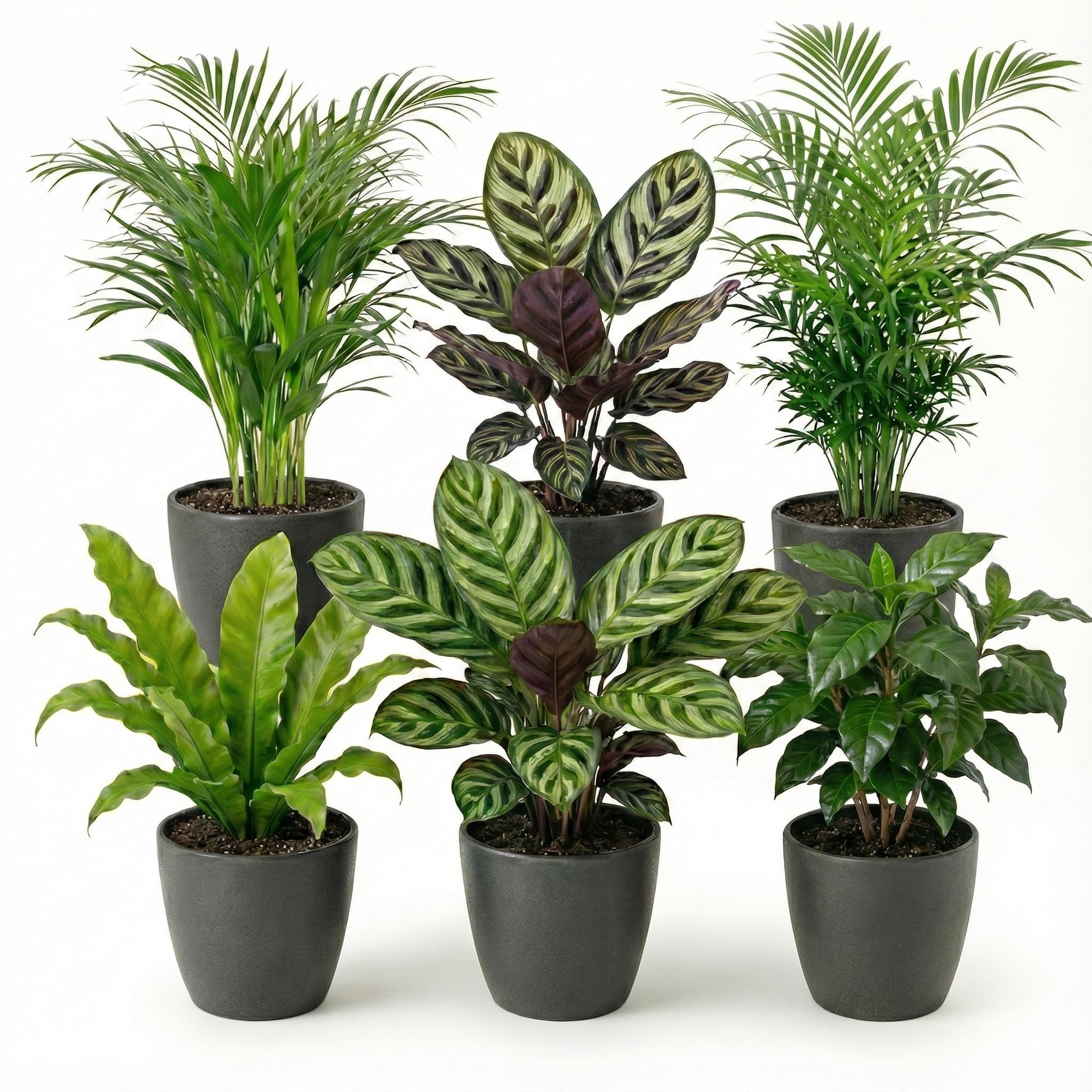 Set Plantes Dépolluantes 6 Pièces avec Pots Décoratifs Anthracite Ø12 cm Hauteur 30-40 cm