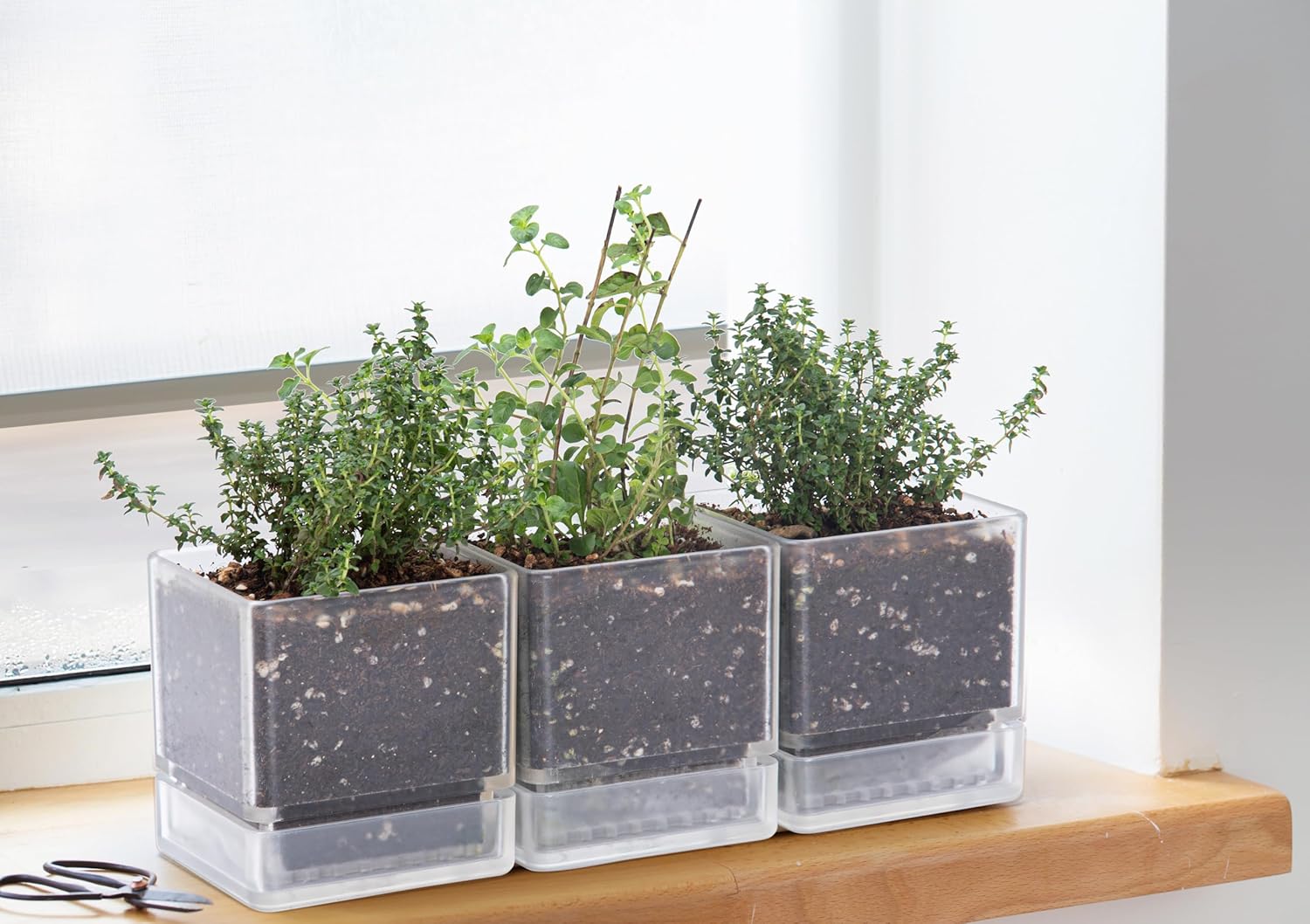 D'vine Dev 4 Inch Herb Planter Pots, Acrylic Planter with Drainage Holes and Saucer, Modern Decorative Gardening Pot for Indoor Plants, Herbs, Succulents, Clear, Set of 3, 76-Y-D-3