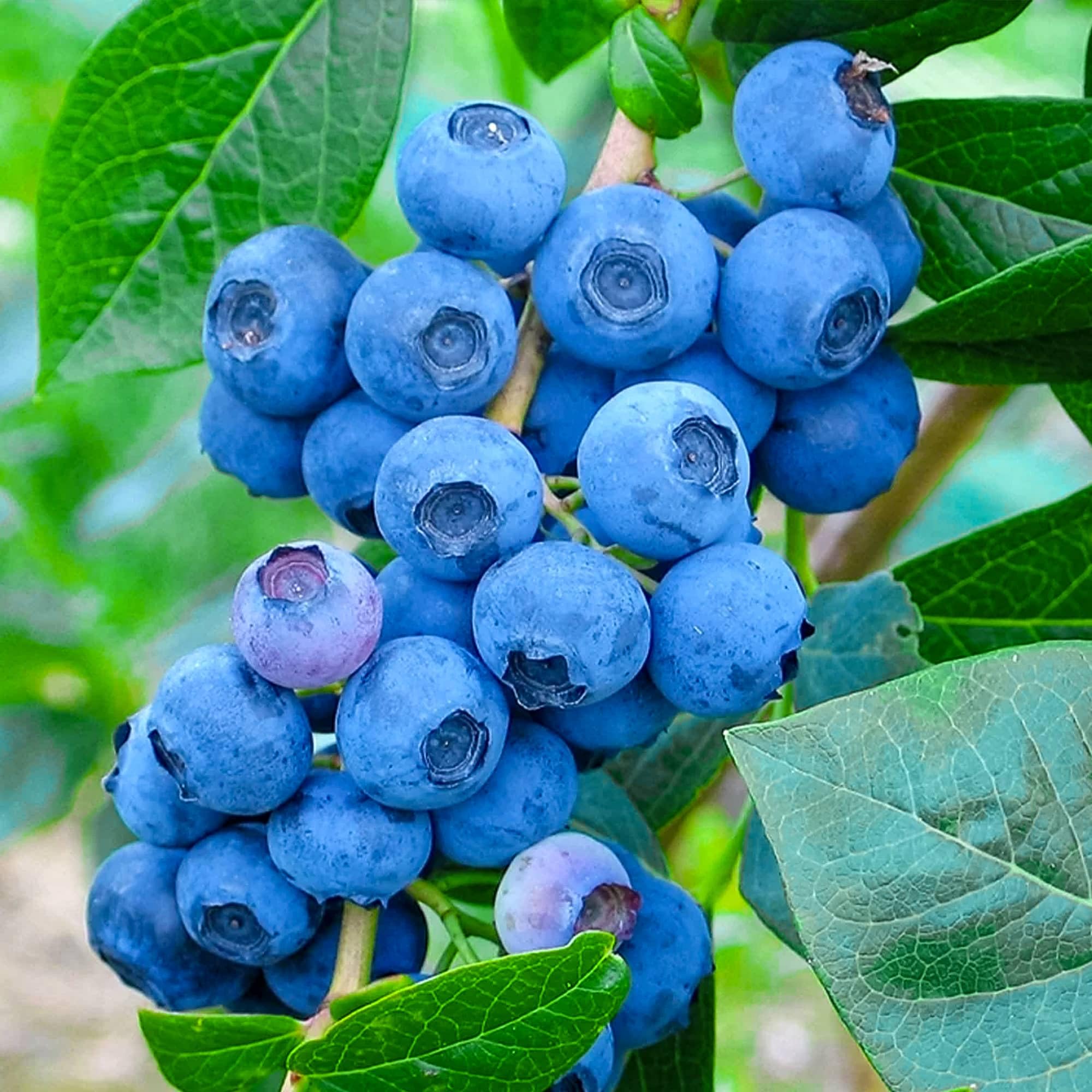 Topf-Heidelbeere Blaubeeren Pflanze Chandler 1 Pflanze, DIE GRÖSSTEN FRÜCHTE, Vaccinium corymbosum reichtragend Heidelbeere für Töpfe & Kübel, Heidelbeere für Balkon, Terrasse oder Garten, Winterhart