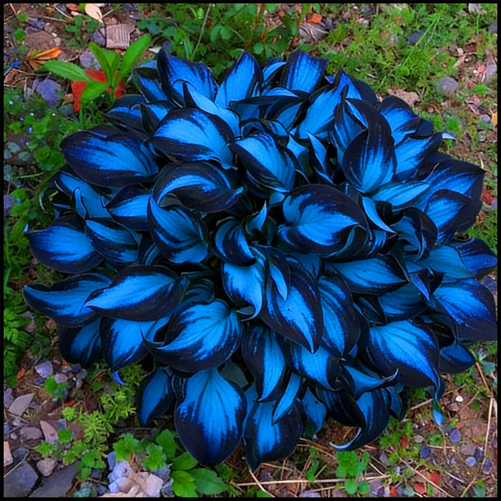 Blue Hosta: A Unique Leafy Perennial, an Easy-to-Care-for Outdoor Plant, Suitable for Beginners/That Grow Fast/Golden Jade Carving-4 Roots-F