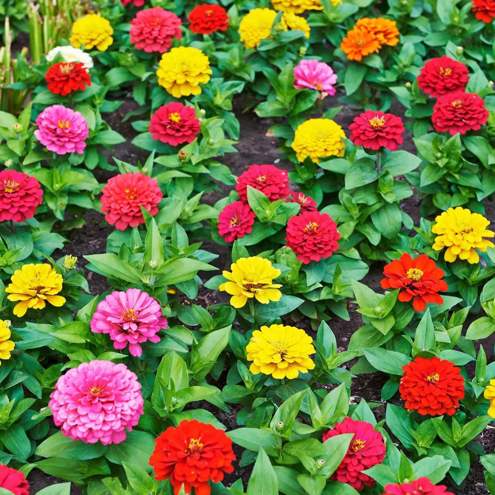 GARDENS 3500Pcs Mix Zinnia Seeds for Planting Non-GMO Flower Seeds for Home Yard Easy to Plant Wildflower Seeds