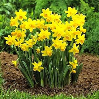 Narcissus Tete A Tete Dwarf Rockery Daffodil Spring Flowering Bulbs (50)