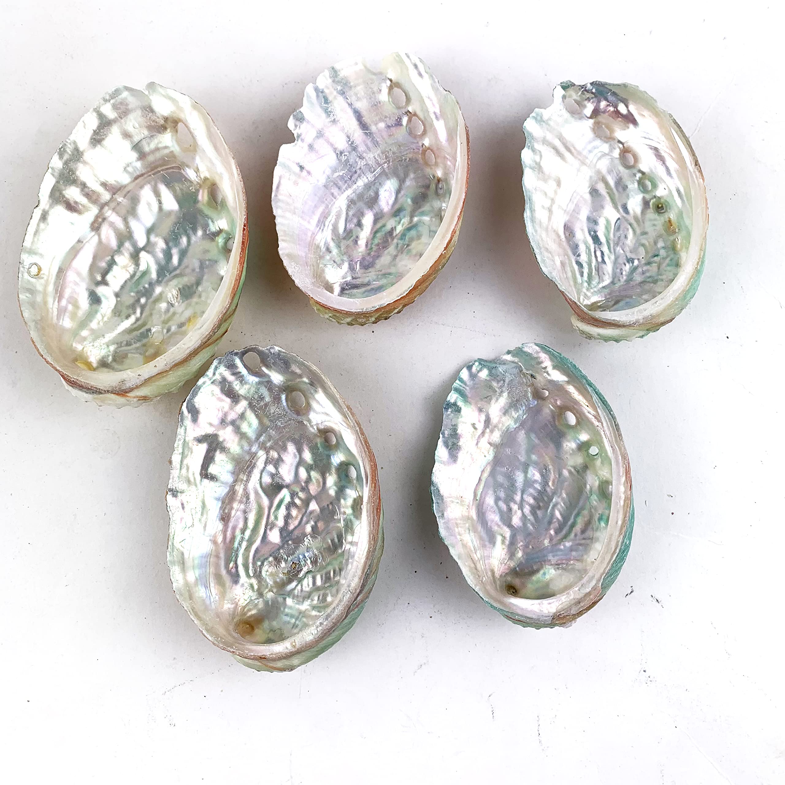 Worlds Abalone Shells 5PC Natural Abalone Seashell for Craft and Home Decor 2