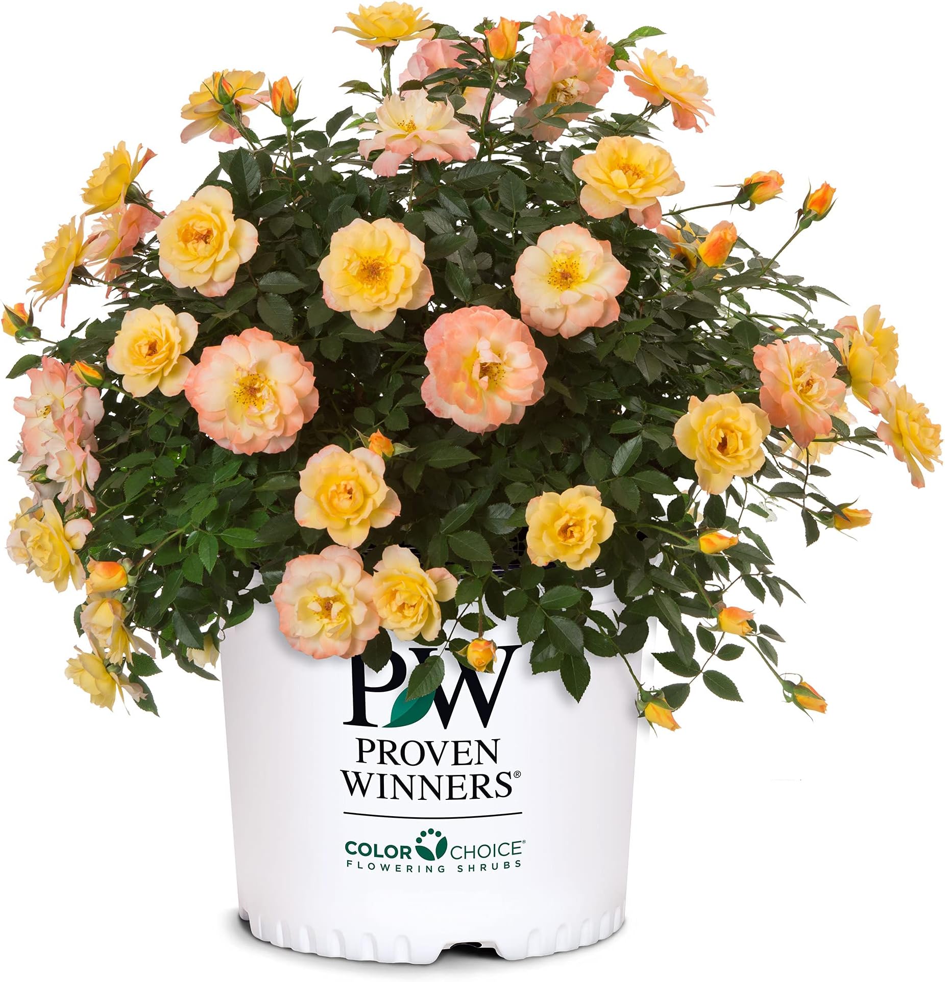 2 Gallon Proven Winners Rose OSO Easy Italian Ice