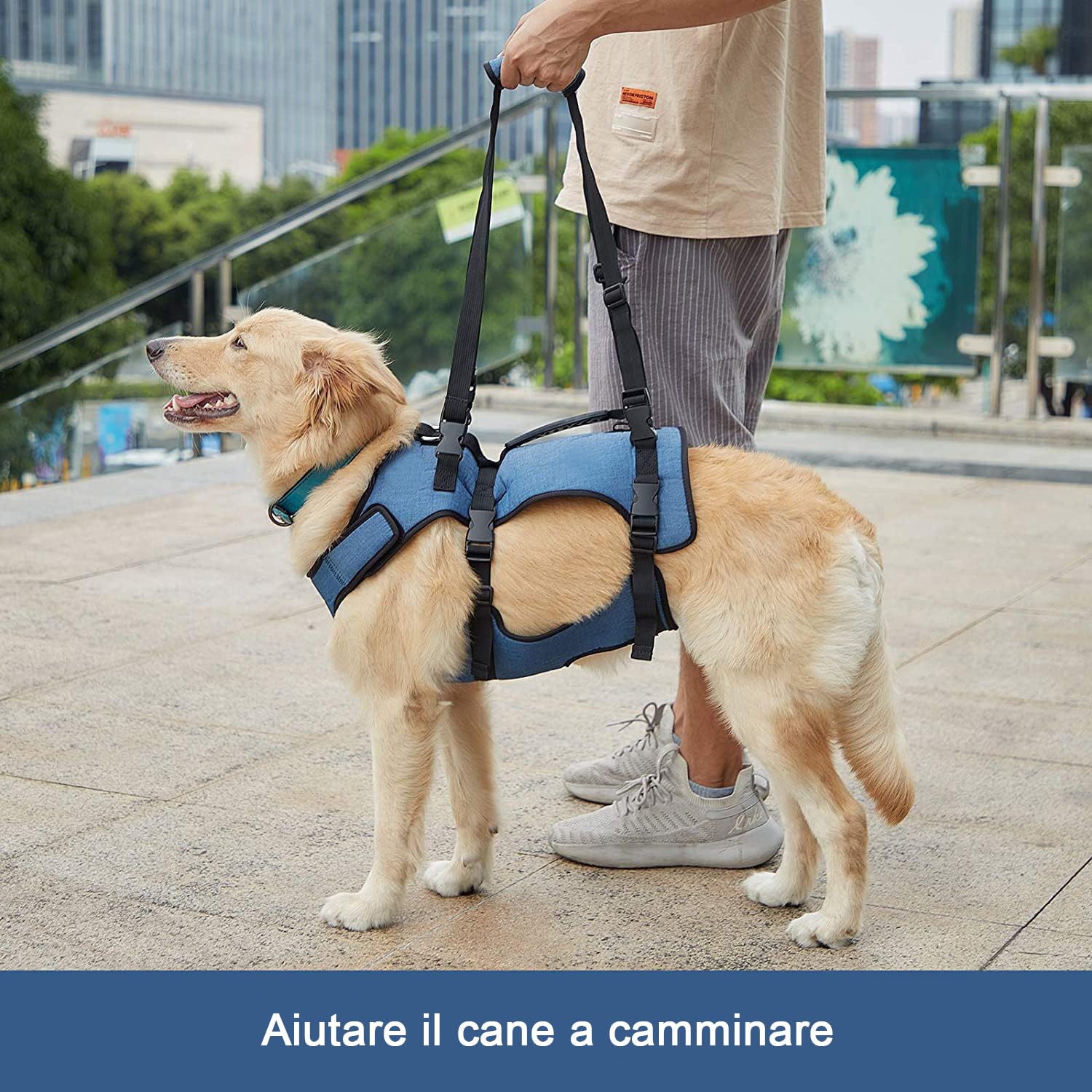 COODEO Imbracatura Sollevamento Cani, Supporto Integrale & Fascia Riabilitazione con Spalline Regolabili/Traspiranti per Cani Anziani, Disabili, con Artrite, Paralisi o Problemi Articolari (blu,M)