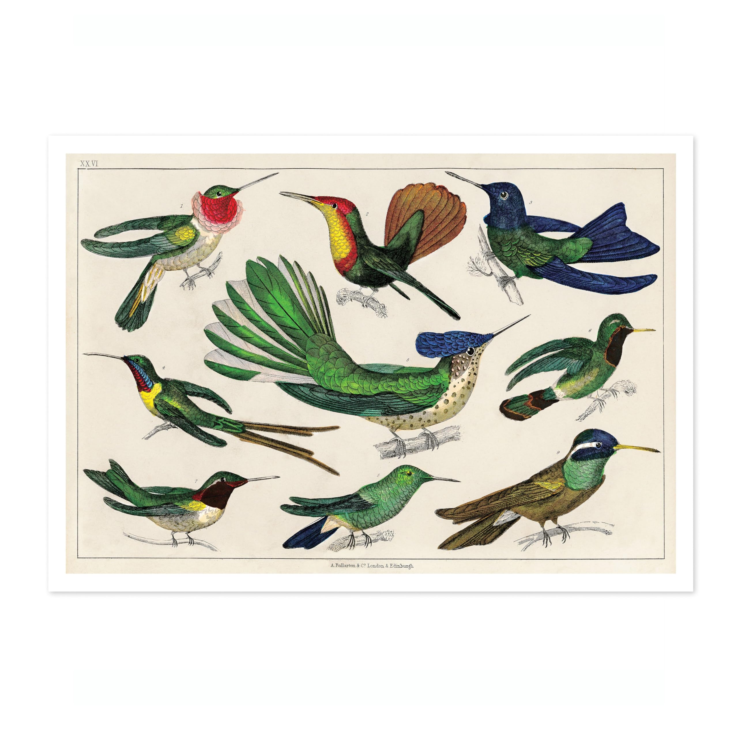 Hummingbirds Poster, Vintage Botanical Art Prints, Retro Encyclopedia Illustration Wall Art Plants Botany Pictures, Bedroom Living Room Home Decor, A4 (Print Only) - 29.7x21cm — image 1