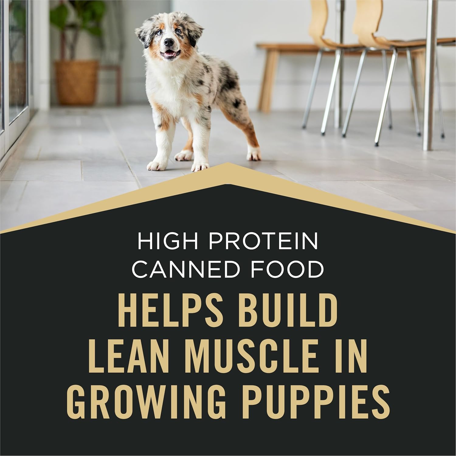 Purina Pro Plan Sport High Protein Puppy Food Chicken and Rice Entree Wet Formula - (Pack of 12) 13 oz. Cans