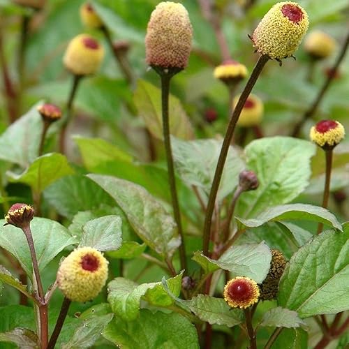 Miniatura 6 de Bulls Eye Toothache Plant Seeds (Spilanthes acmella) Cápsula de semillas congeladas de 40 semillas, planta semillas ahora + almacenamiento de
