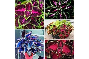150 Coleus Rainbow Mix live plant for sale indoors or outdoors