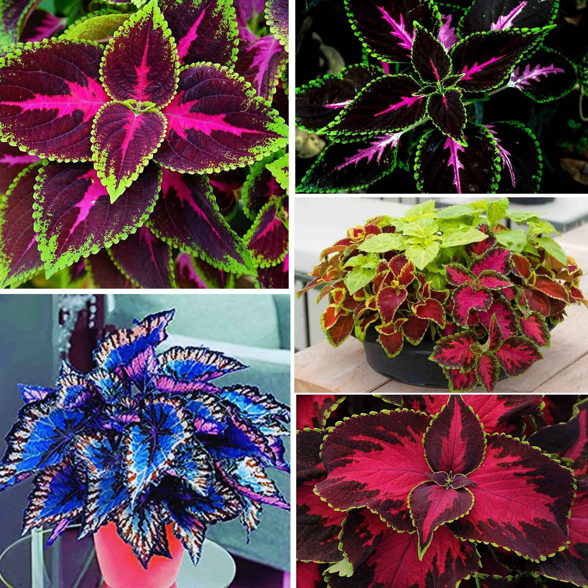 150 Coleus Rainbow Mix S-Samen zum Pflanzen - Schne Pflanze in Ihrem  Hausgarten - drinnen oder drauen - attraktiv und farbenfroh : Amazon.de:  Garten