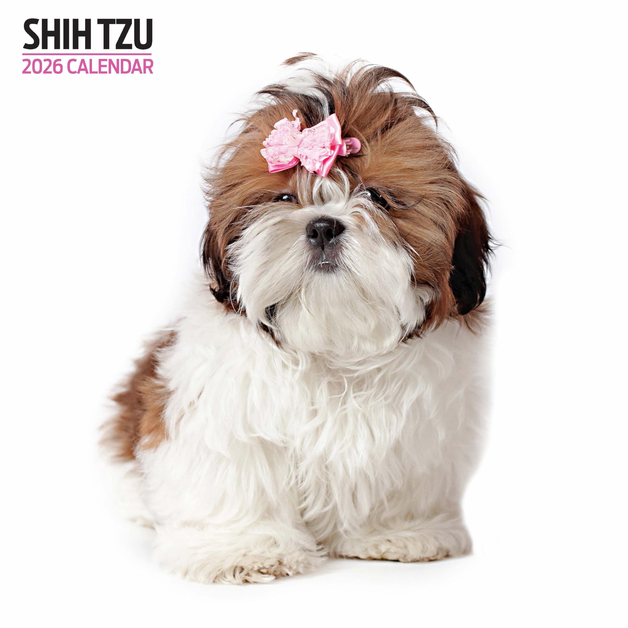 Shih Tzu 2026 Modern Calendar
