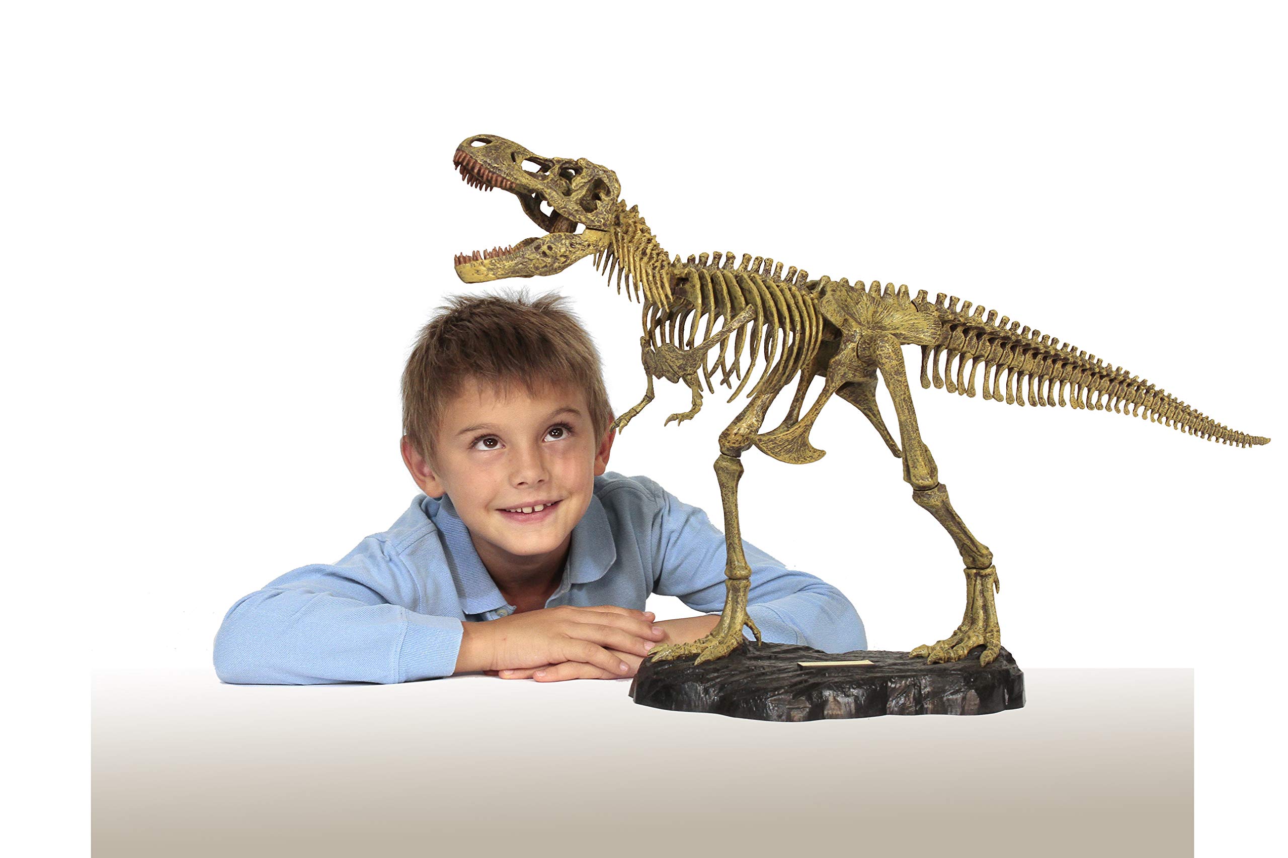 Geoworld - Kit de Ensamblaje de Esqueleto con Tyrannosaurus Rex Dr. Steve (Tachan 90891082), 91082BF