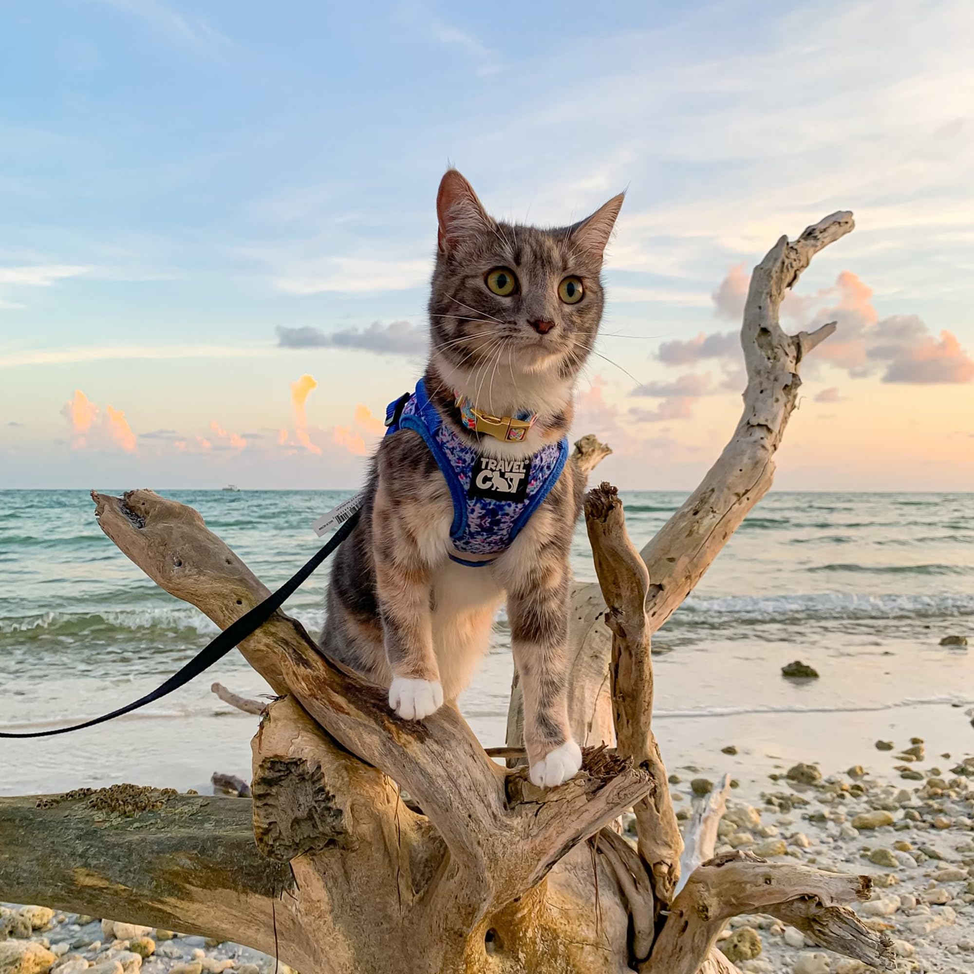 Ensemble Harnais et Laisse de Voyage pour Chat – Harnais réglable en Maille et Sangle réfléchissante – Gilet de Marche Confortable pour Chaton pour la Promenade en Plein air, la randonnée (Taille S