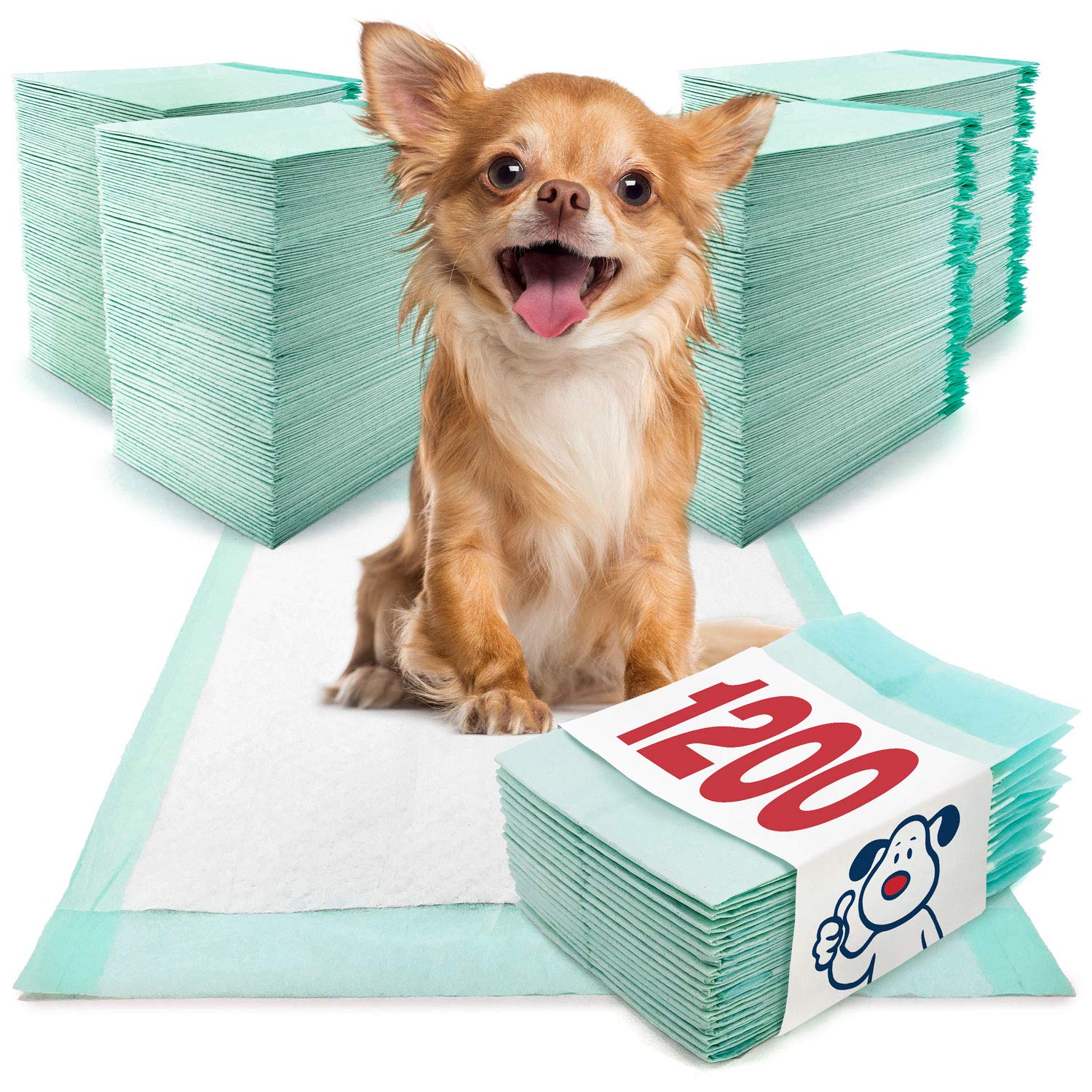 Why Does My Dog Pee When Left Alone