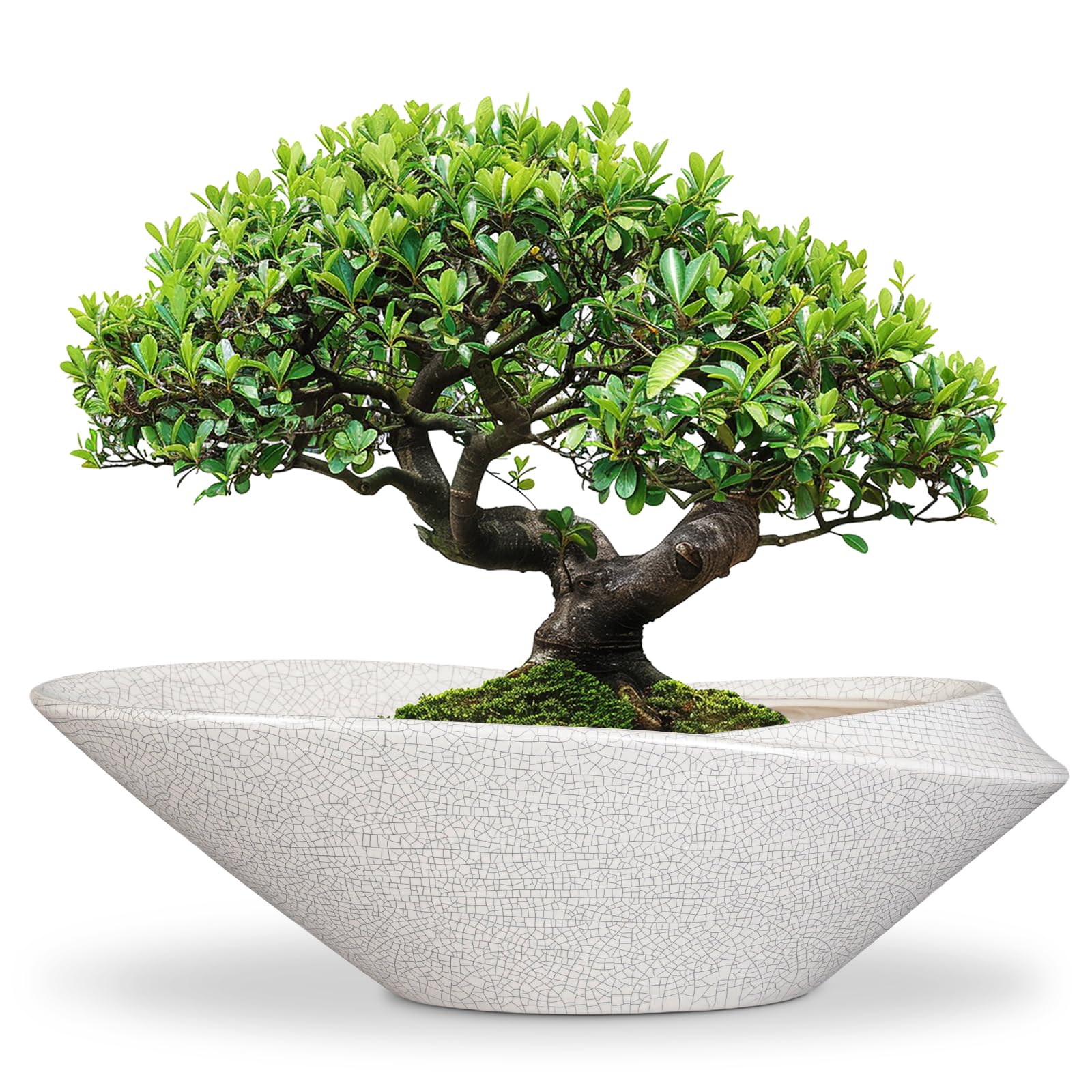 bonsai pots - 18 inch ceramic plant pot for bonsai tree, modern indoor & outdoor succulent planter with drainage, room decor, gifts for plant lovers, white-black