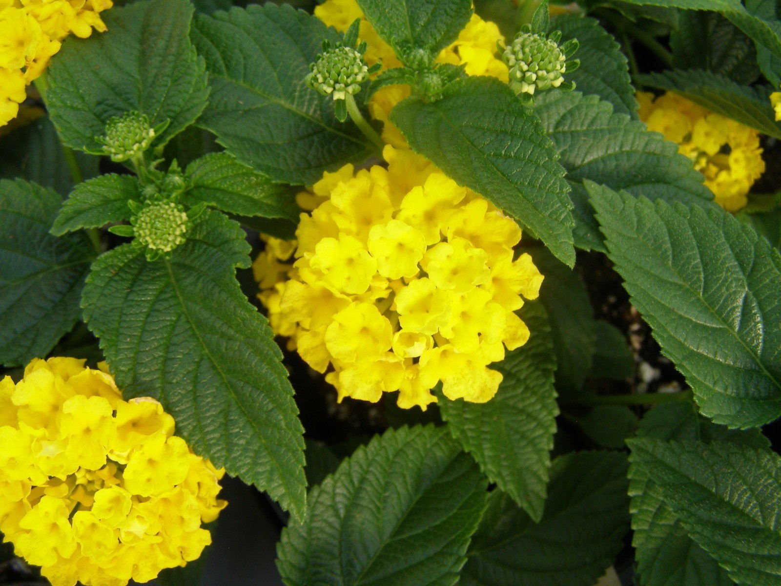 Creative Farmer Flower Seeds Fragrance Yellow Lantana Seeds - Yellow Flowers Perennial Flower Seeds Variety 20 Seeds Kitchen Garden Seeds Pack (B078R5WHV7) Amazon Price History, Amazon Price Tracker