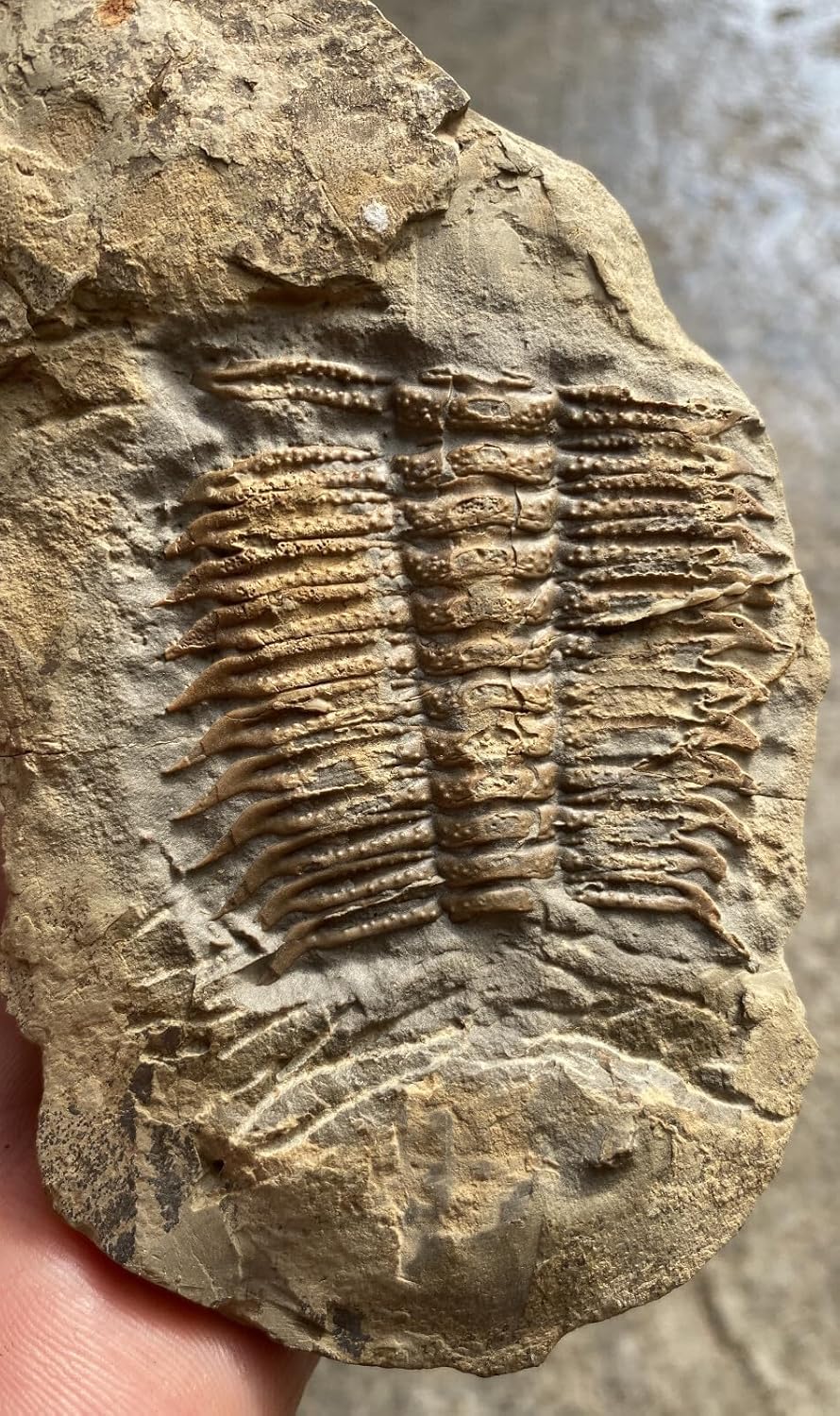 Damesella Trilobite Fossils Cambrian of China from the Age of Dinosaurs