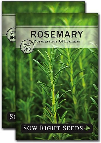 Miniatura 7 de Sow Right Seeds - Semilla de romero para plantar - Semillas de reliquia sin OMG - Instrucciones completas para plantar y cultivar fácilmente un