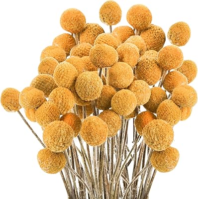 Cedilis 40 Pack Craspedia Billy Balls, Natural Yellow Dried Flowers with 15.7inch Long Stem, Great for Floral Arrangements Home Decor