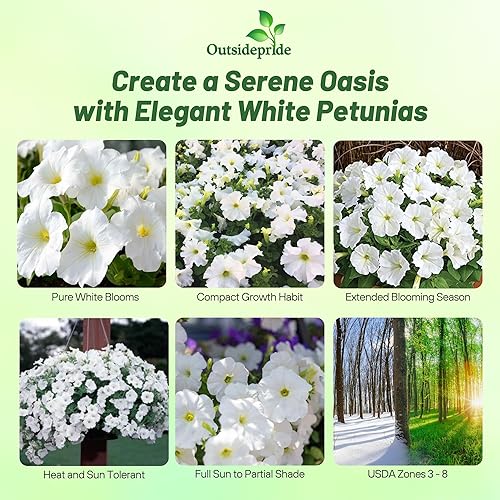 Miniatura 2 de Outsidepride White Multiflora - Semillas de petunia  250 unidades. Semillas anuales, compactas, de flores para plantar, flores vibrantes, ideales
