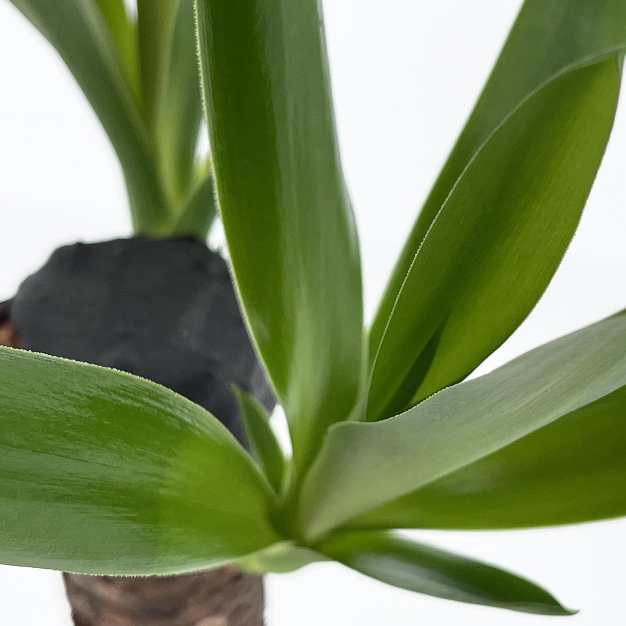 KENTIS - Yucca - Tronchetto della Felicità - Piante Vere Grasse Succulente da Interno - Pianta Ornamentale Resistente da Appartamento - H 50-60 cm Vaso Ø 14 cm