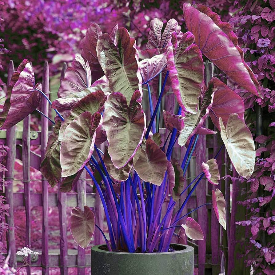 luxury indoor plants Money Tree – Tipton & Hurst main image 1