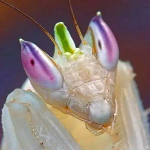 Mantis Man - //medicalbooks.filipinodoctors.org