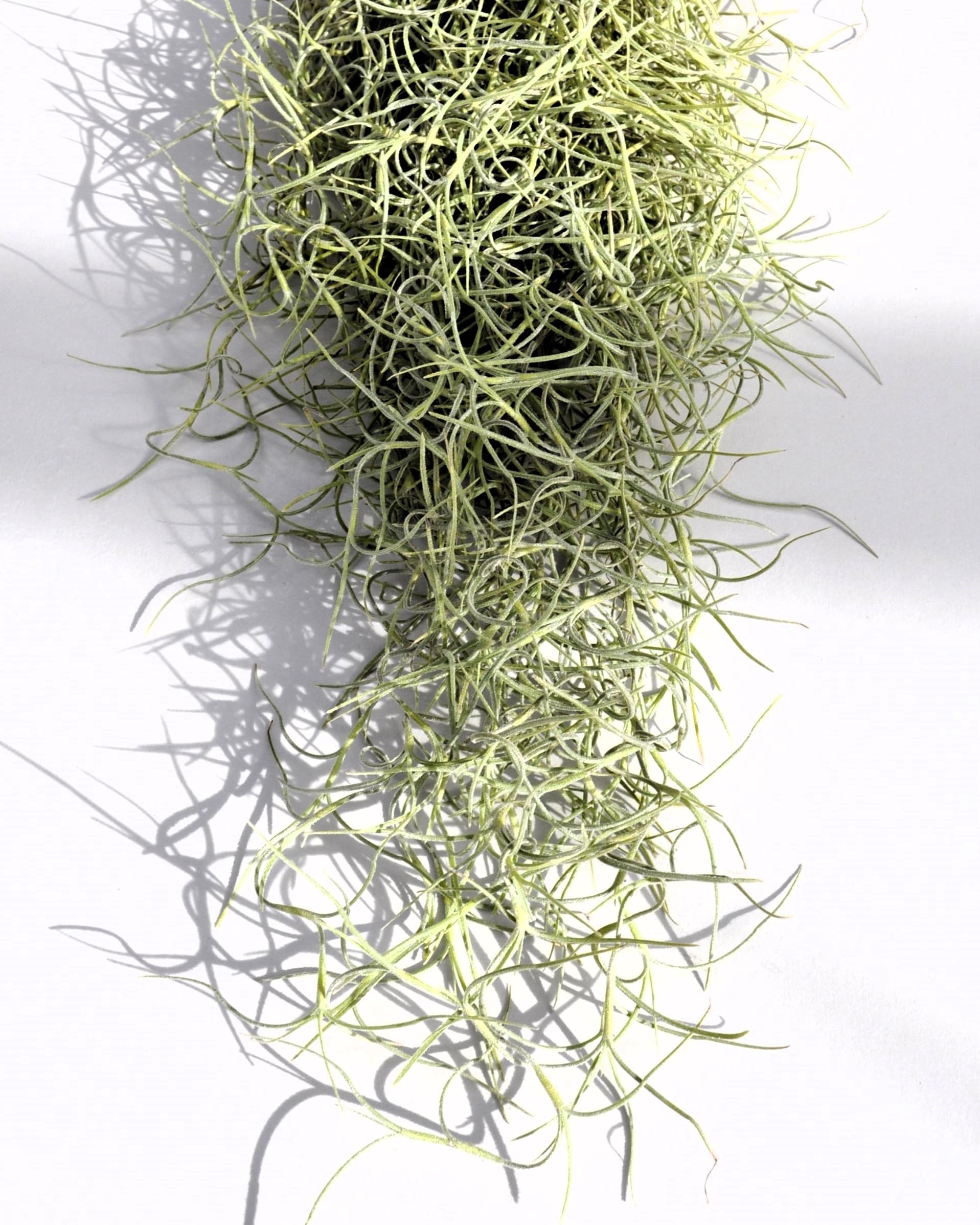 Tillandsia usneoides, Curiosarium, Barba de Viejo, Musgo Español, Planta del Aire, Planta Exótica, Verde Grisáceo, Interior/Exterior, Sin Sustrato, Colgante Decorativa, Longitud 50 cm, Diámetro 15 cm.