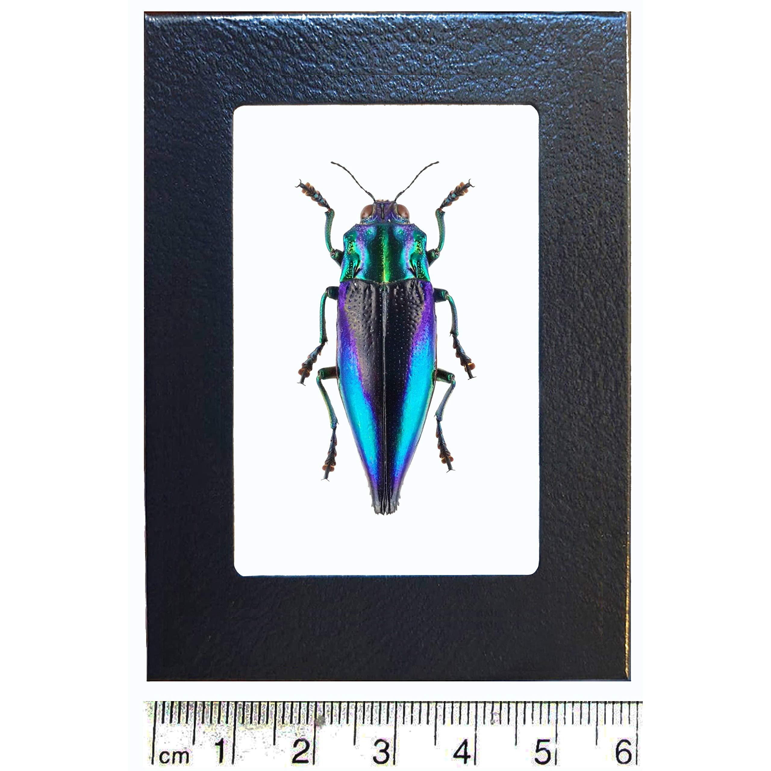 BicBugs Cyphogastra calepyga Blue Violet buprestid Beetle Indonesia Framed