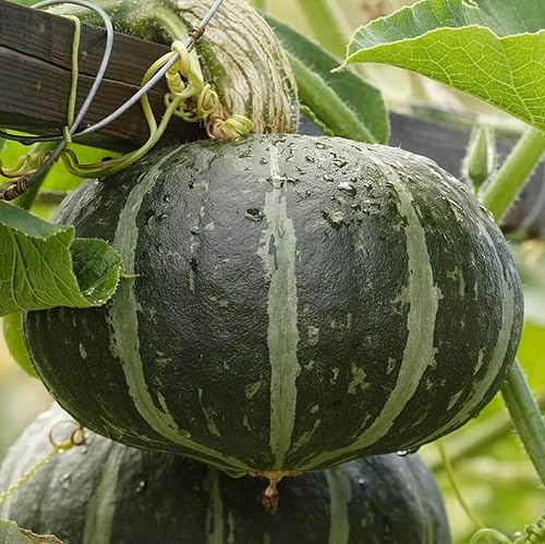 CHUXAY GARDEN Semillas de calabaza japonesa Heirloom Calabaza 15 Semillas Kabocha Squash Sabor Robusto Sabor Vegetal comestible