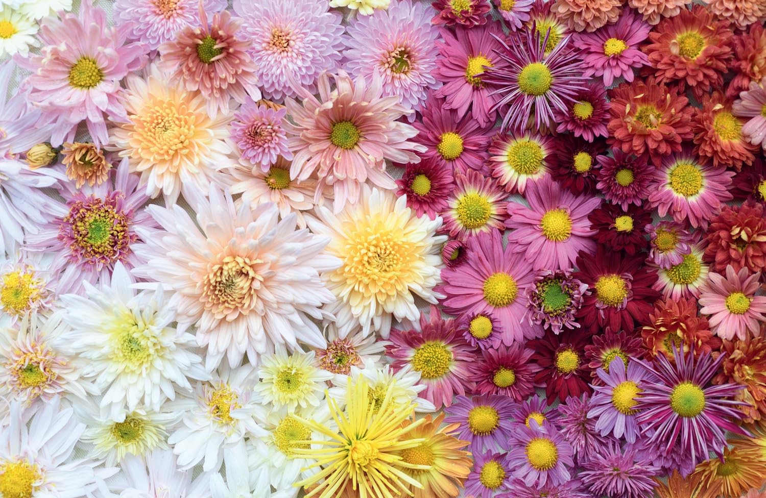 Chrysanthemums: Beautiful Varieties for Home and Garden