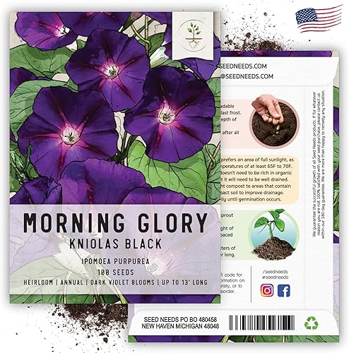 Miniatura 6 de Seed Needs, Black Kniolas Morning Glory Seeds  100 semillas tradicionales para plantar Ipomoea purpurea  Flores moradas profundas enredaderas atraen