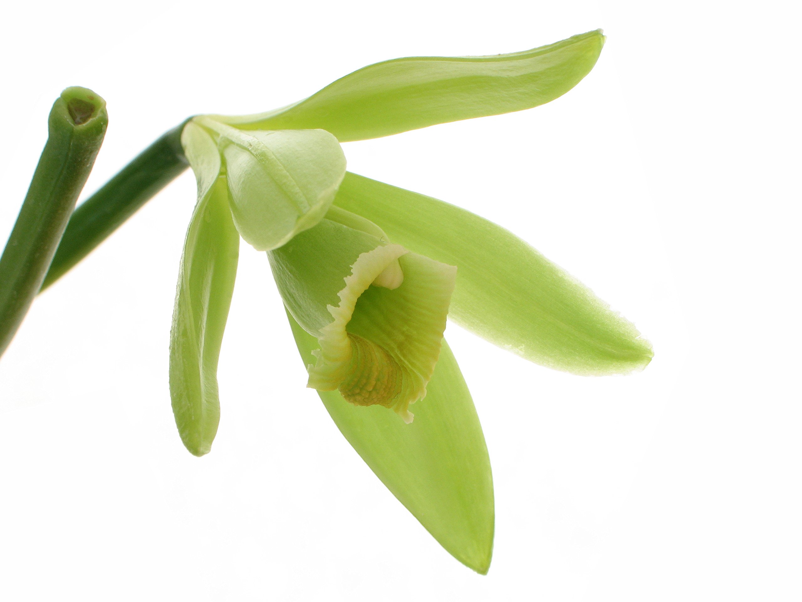 Vanilla Bean Orchid Live Plant Vanilla planifolia Buy Online in UAE