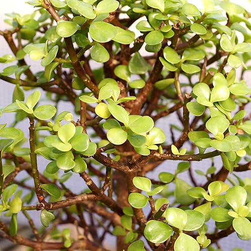 Miniatura 2 de Brussels Live Dwarf Jade - Árbol bonsái para exteriores 4 años de edad 6 a 10 pulgadas de alto con recipiente decorativo bandeja de humedad y roca