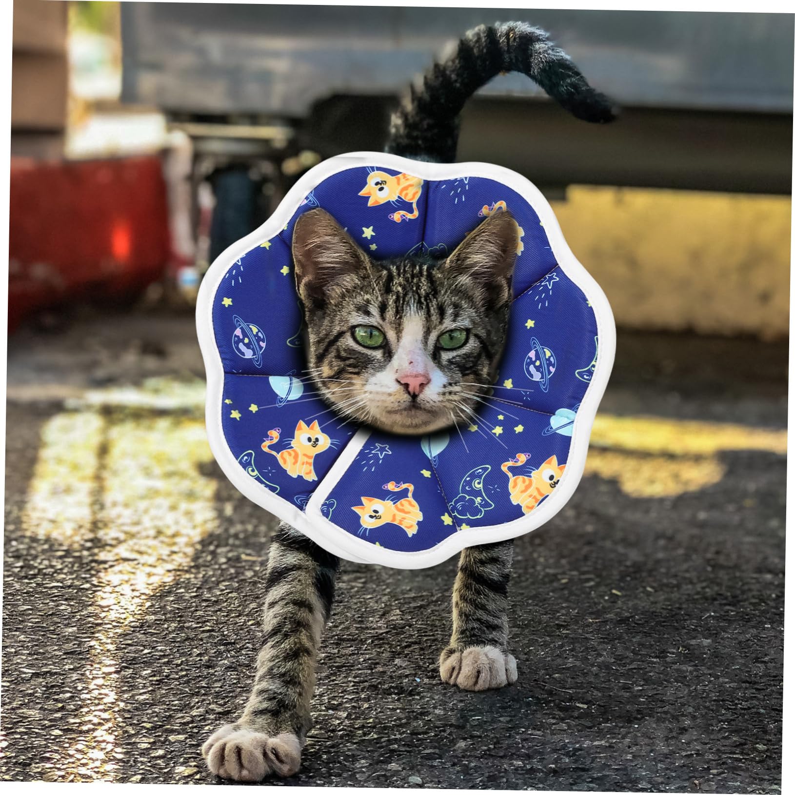 4 Pz coni per gatti dopo l'intervento da compagnia elisabettiano collare per il recupero del gatto collarino cane cucciolo collarini gattini gattino spugna POPETPOP