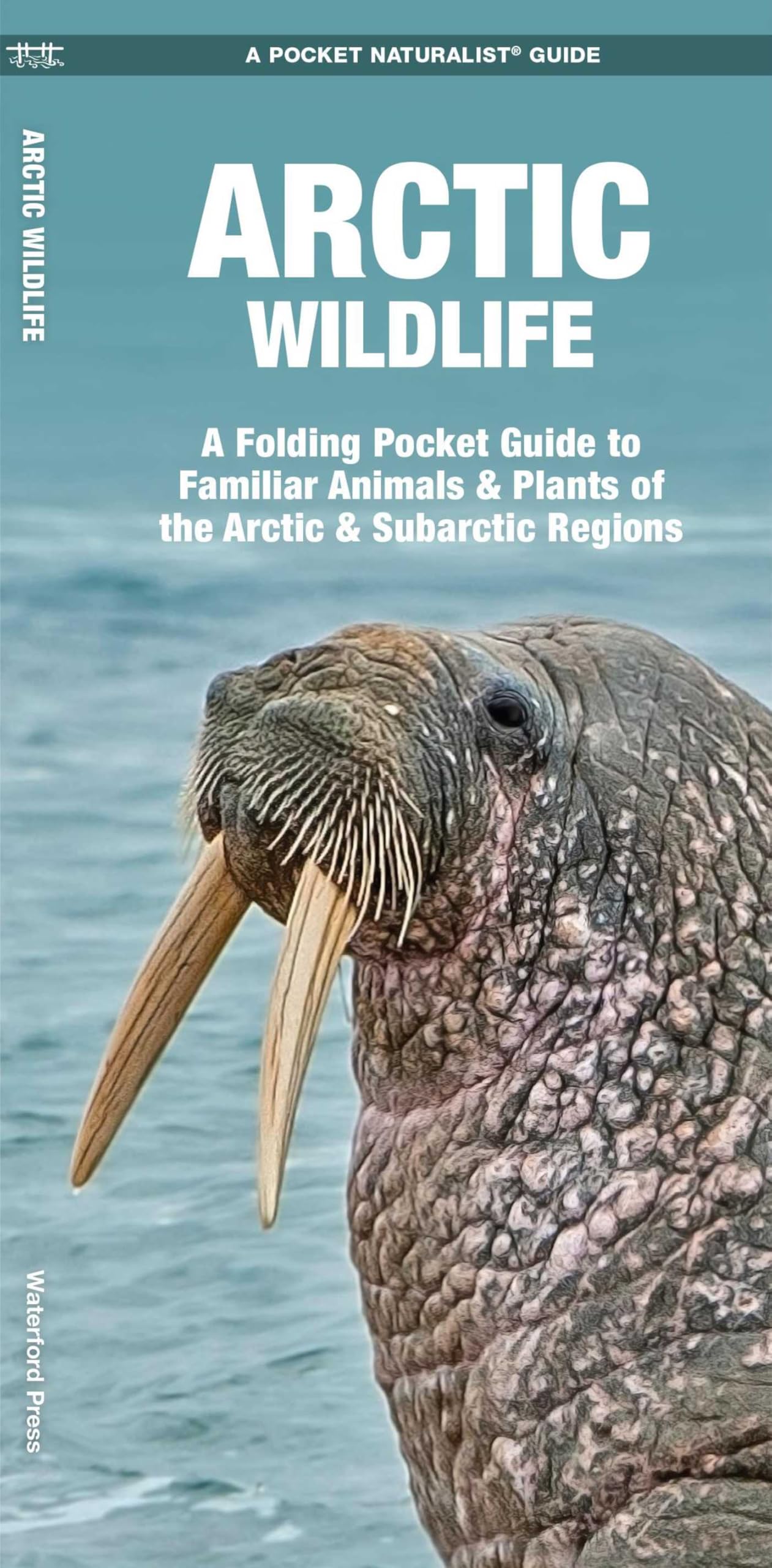 Arctic Wildlife: An Introduction to Familiar Sp, Kavanagh, Press, Leung+-