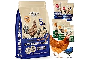 High-Calcium Black Soldier Fly Larvae for Poultry