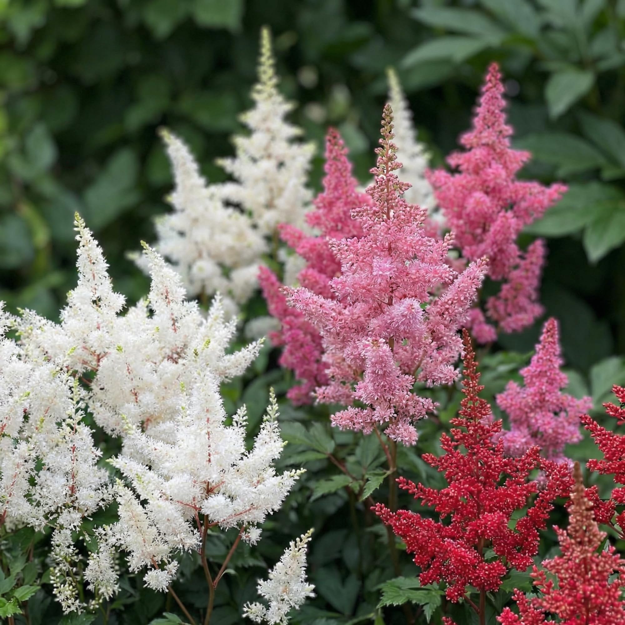 Winterharde vaste planten „Grassen en Bloemen Onderhouden | BALDUR