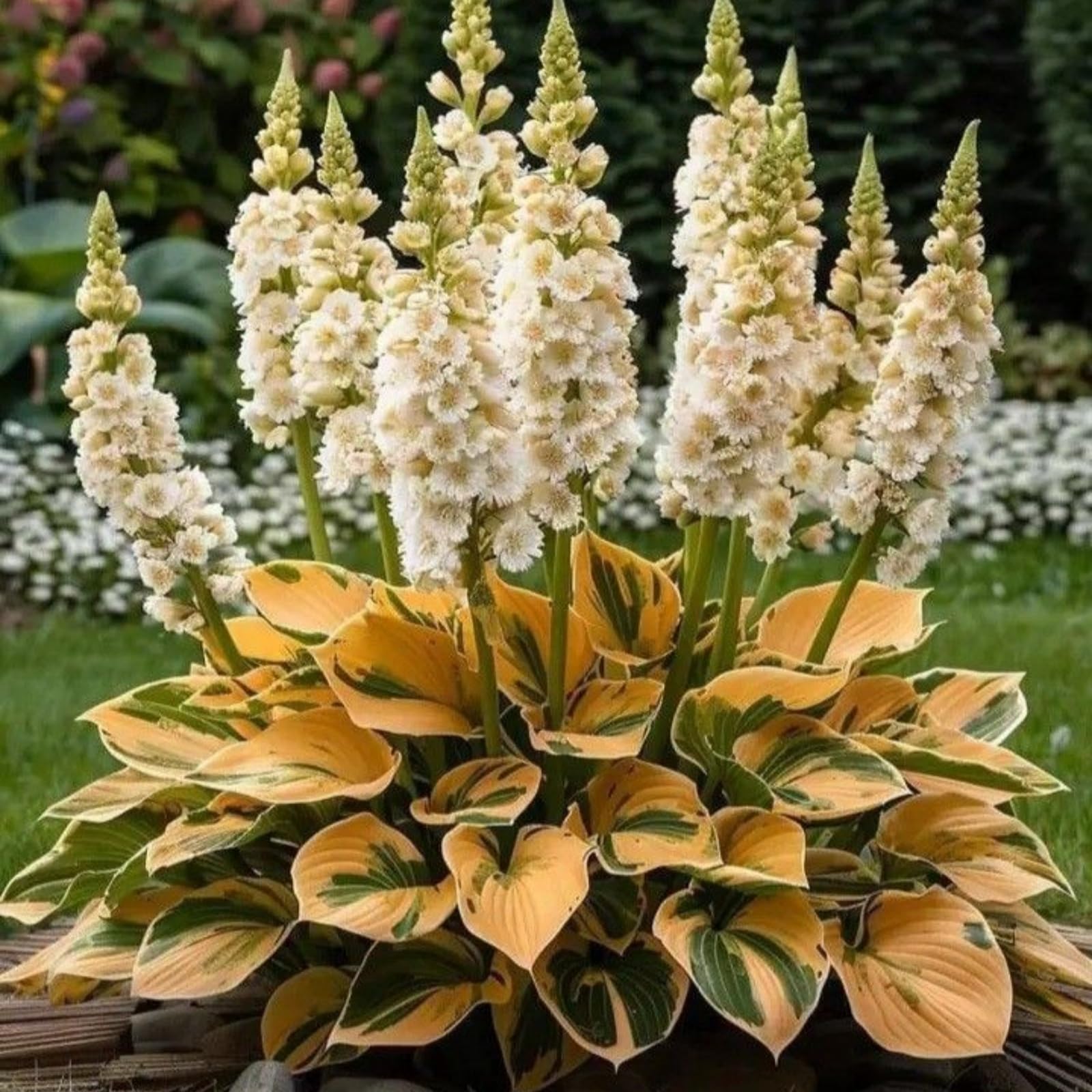 Now UK, Hosta Bulbs for Planting, Garden Displays, Wedding Flowers, Professional Planting, Resistant, Brilliant, Garden Flowers,-10bulbs-h