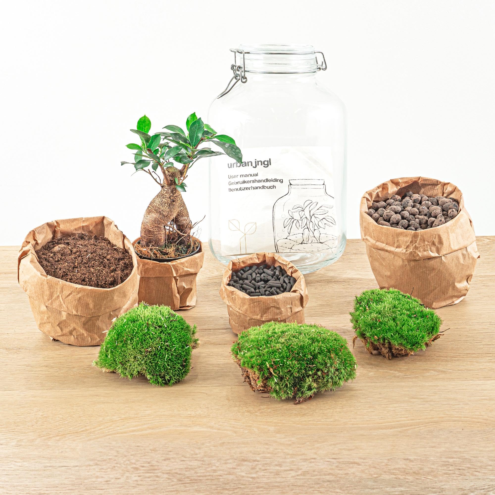 Terrario DIY de Cristal para Interior, Verde, 28 cm con Ficus Ginseng
