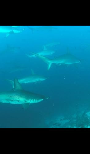 Hammerhead Shark Wallpaper -- HD Wallpapers of Hammerhead Sharks!