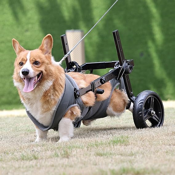 Folding and Adjustable Two-Wheel Pet Pram, Wheelchair for Dogs, Rear Limb of Pet Rehabilitation, Grey, M