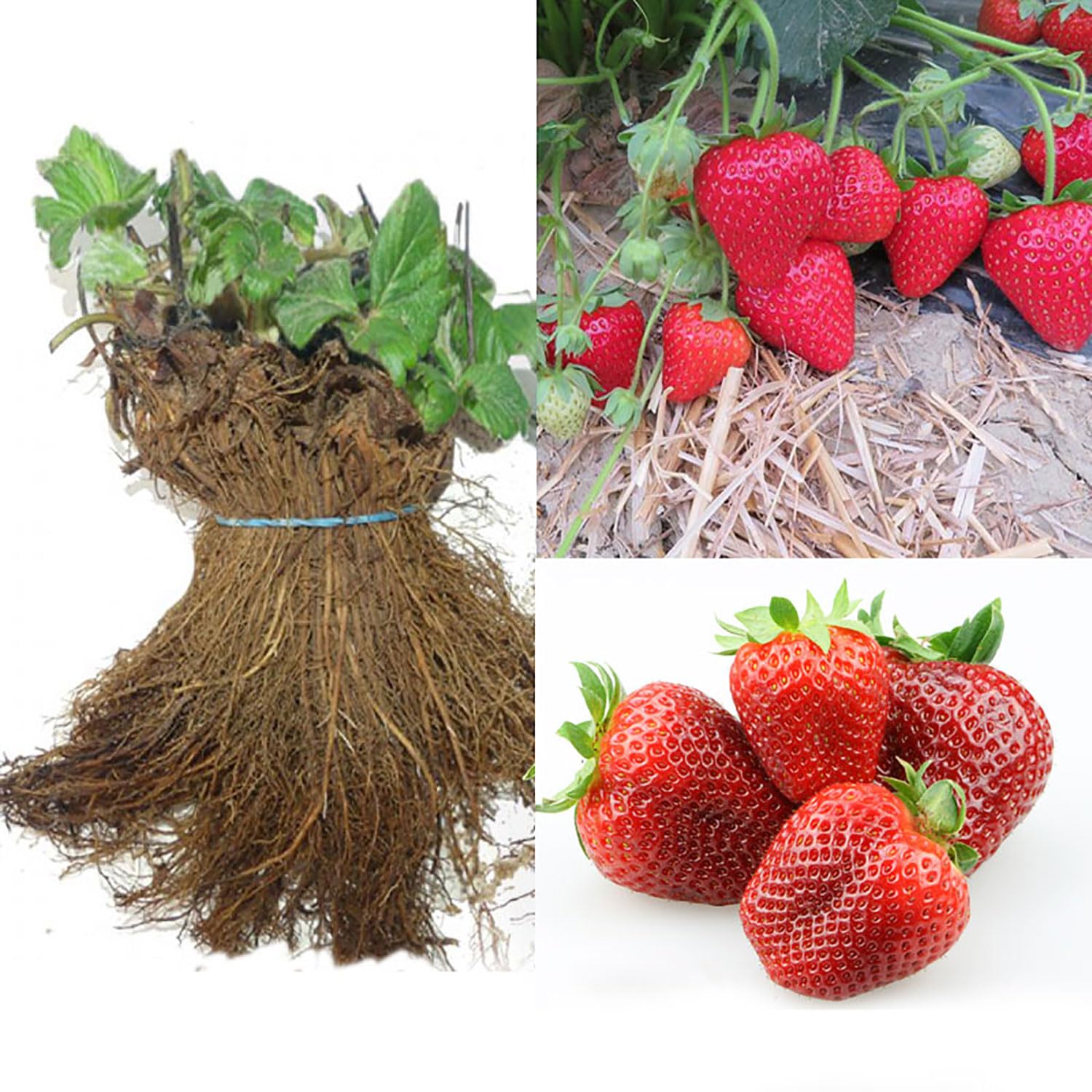 SAVINI VIVAI Piante di Fragole Unifere Medio-Precoci Elodì a Radice Nuda Mazzi da 20 Frigoconservate