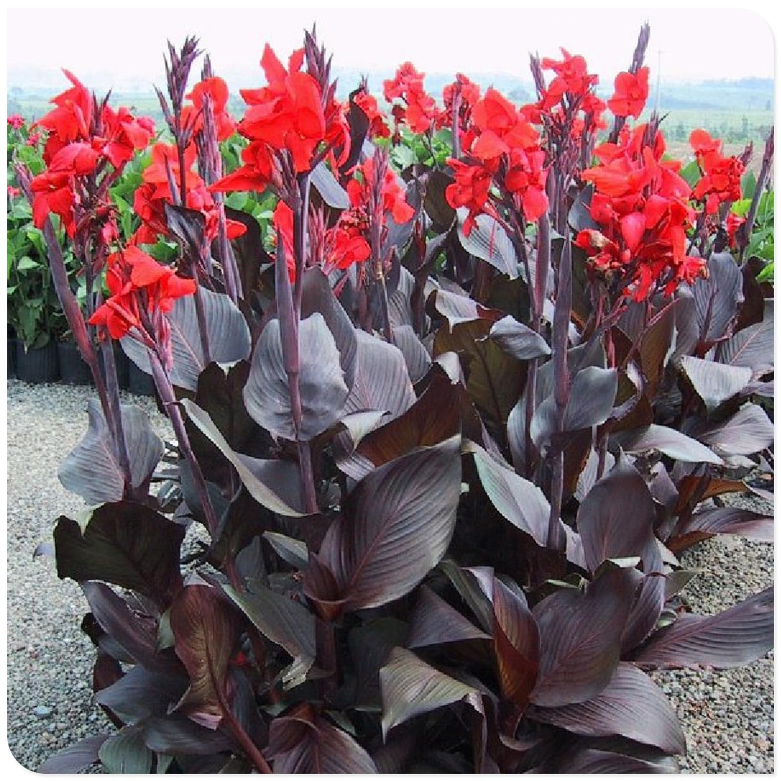 Canna Lily Bulbs Mix Flowering, Canna Lily Tubers, Canna Lily Grow Fast. Exotic, Excellent Display, Canna Lily Easy to Plant, Canna Lily Hardy Perennial Canna Plants UK,-3bulbs-D