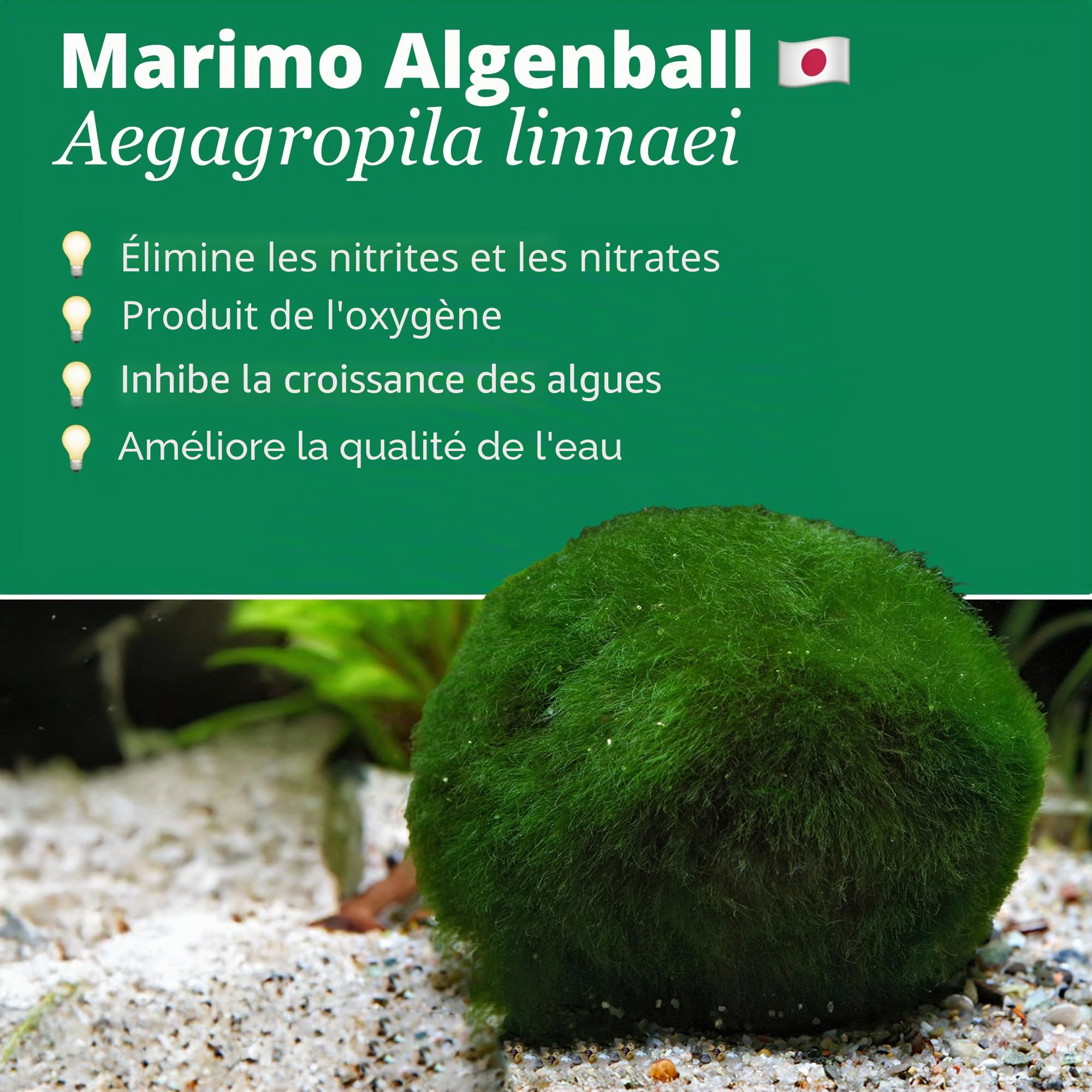 Aegagrophila linnaei Lot de 3 boules de mousse, 3 cm, filtre bio pour aquarium, oxygénation, filtre naturel