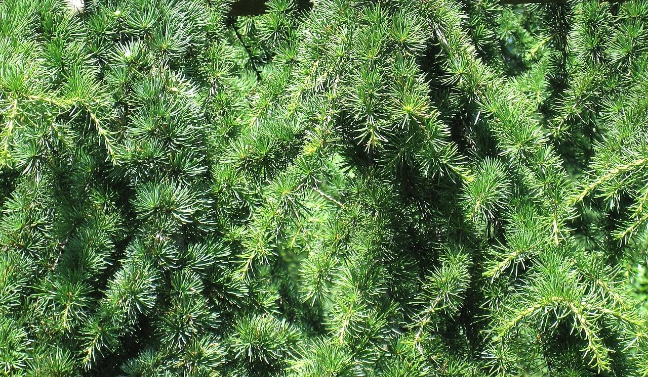 25 Semillas de Cedro del Libano (Cedrus Libani)
