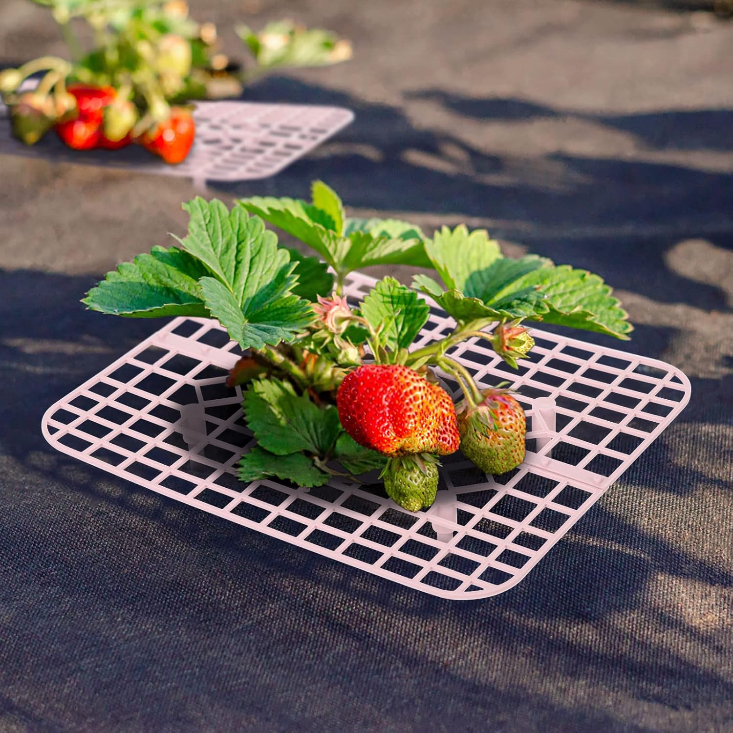 IUIBMI 20 Pack Strawberry Supports Strawberry Holder Strawberry Growing Frame Strawberry Plant Support Strawberry Growing Racks Strawberry Plant Protectors Stand with 4 Sturdy Legs for Garden