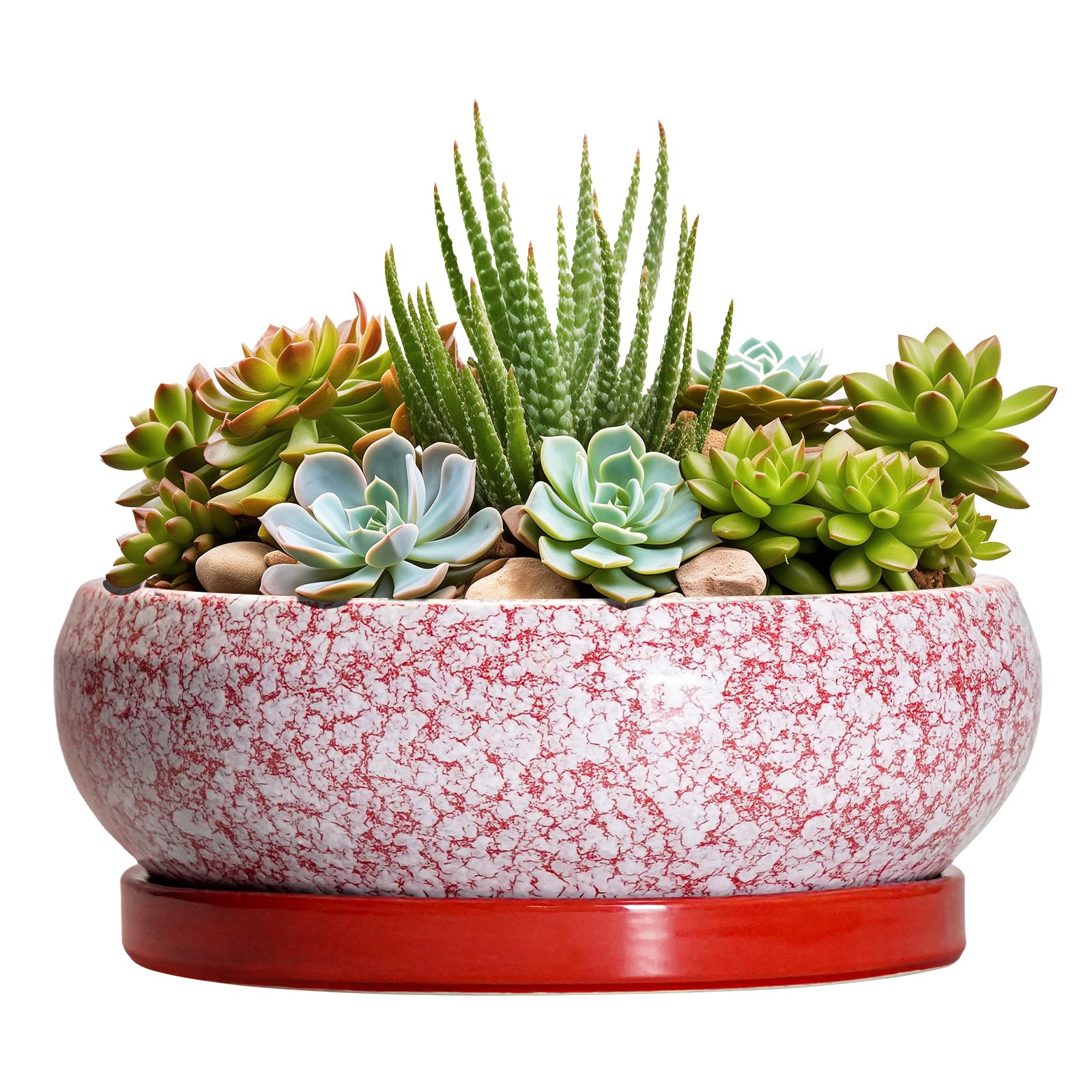 EPFamily Succulent Pot 8 Inch