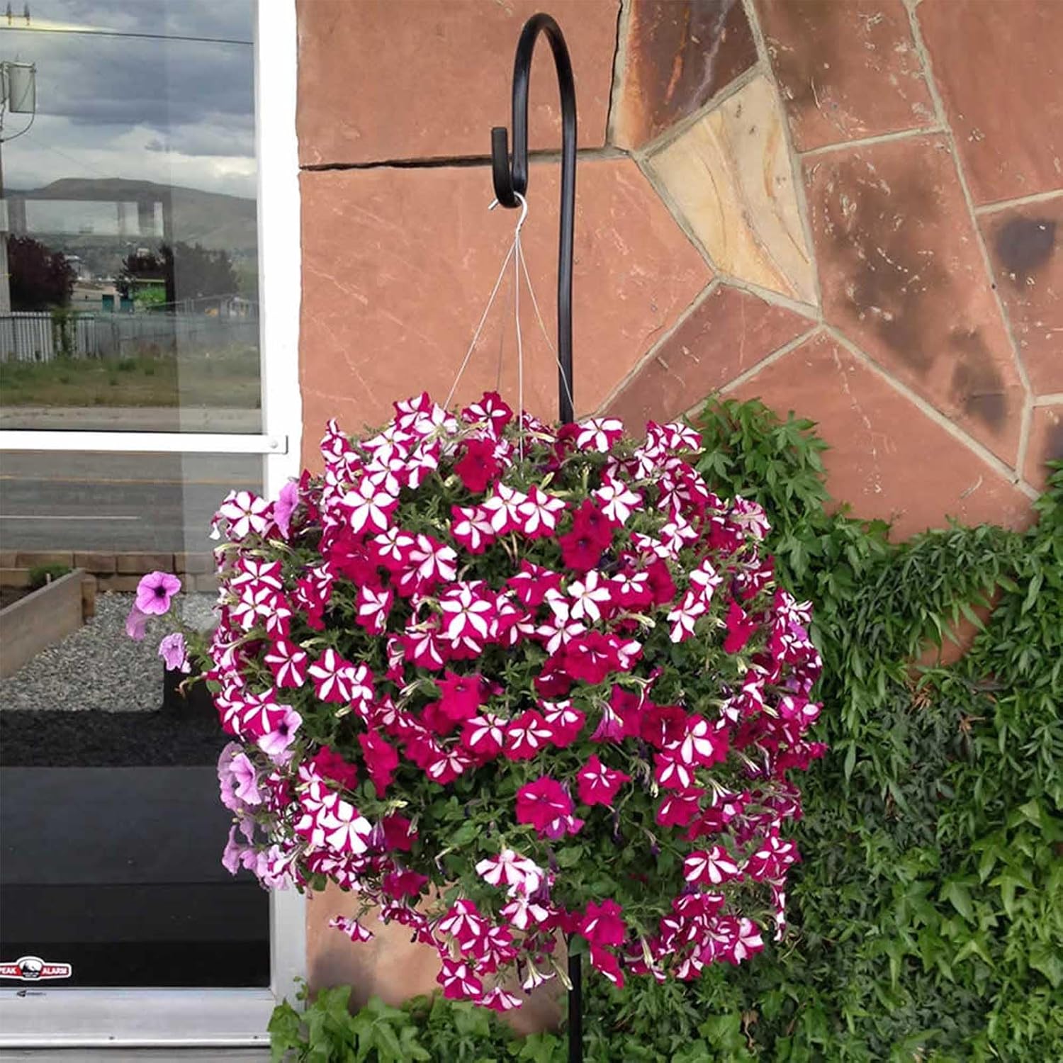 Bloom Master Hanging Baskets - 2 Gallon (3 Pack) - Hanging Planters for Outdoor Plants - Use as a Hanging Flower Basket, Strawberry Planter, Herb Planter, & More - Hanging Pots for Plants Outdoor image 5
