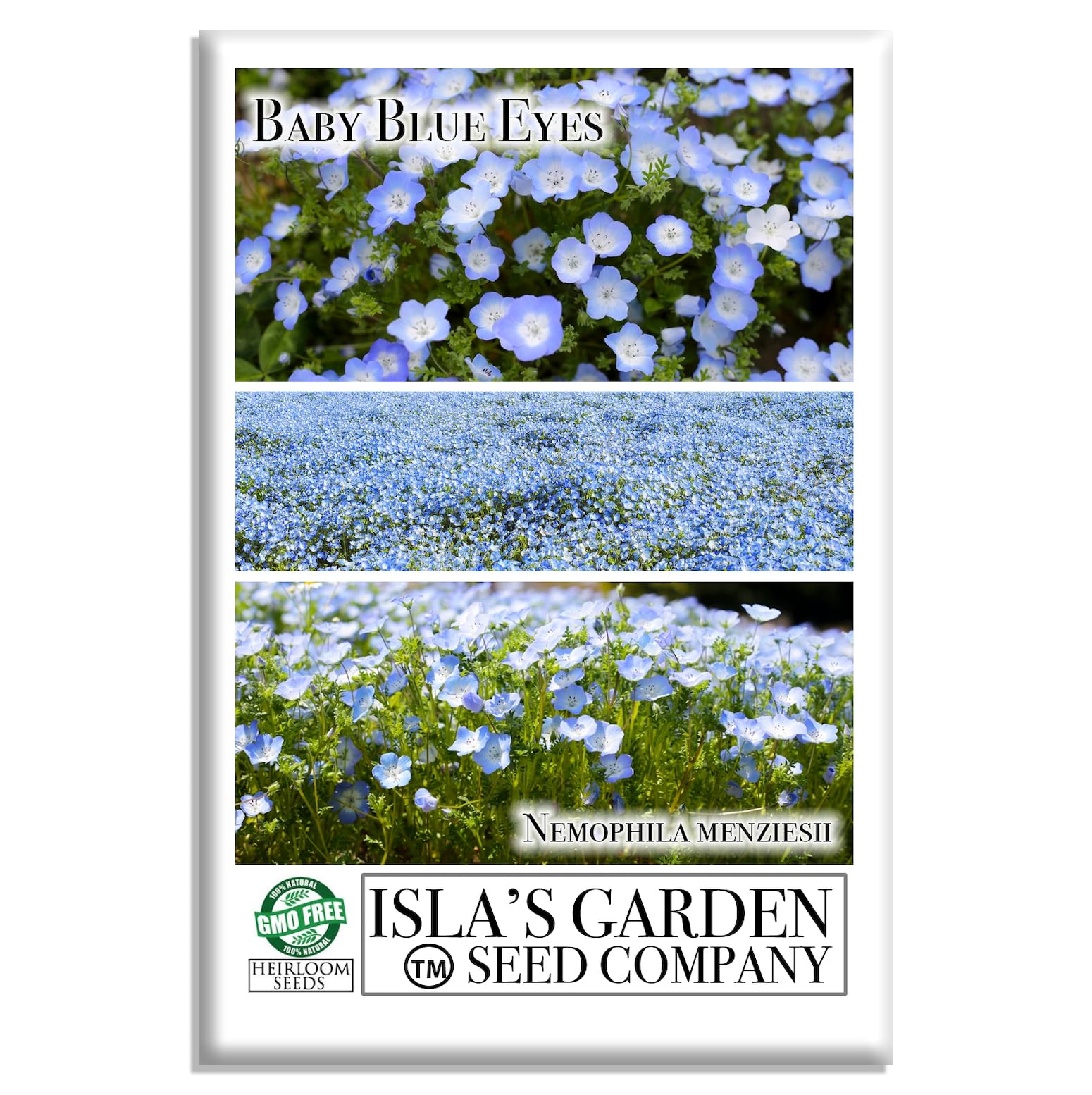 Baby Blue Eyes Seeds (Nemophila menziesii) – 1500+ Non-GMO Wildflower Seeds by Isla’s Garden Seeds, Charming Sky-Blue Blooms, Fast-Growing & Perfect